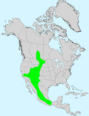 North America species range map for Almutaster pauciflorus: Click image for full size map